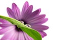 Water Drop Reflection of a Purple African Daisy Flower Royalty Free Stock Photo